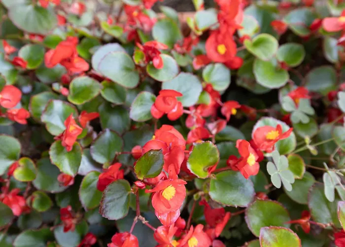 Dei Desideri לינה וארוחת בוקר